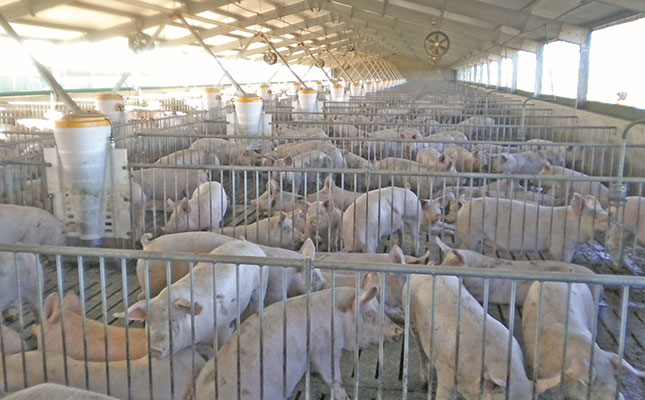 Pig farmers urged to reduce antibiotic use
