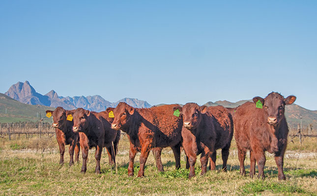 Embryo flushing: ‘Fast-tracking herd genetics is worth every cent’