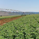 Current technology used by Potatoes South Africa is generating valuable production information on potatoes under irrigation, but more accurate information is still needed on potatoes planted in dryland conditions.