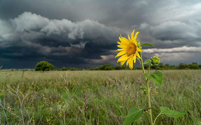 Heavy rainfall raises risk of crop failure, disease outbreak Heavy rainfall raises risk of crop failure, disease outbreak