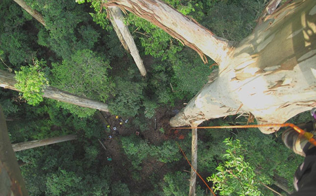 Magoebaskloof boasts tallest planted tree in the world