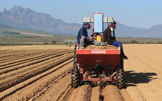Stable outlook for SA’s potato farmers in 2022