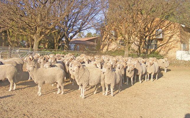 Unpredictable year awaits the SA wool industry