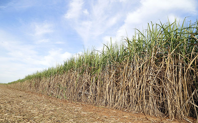 Ethanol production rise puts pressure on global sugar supply