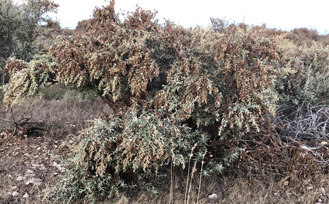 Locust swarms decimate recuperating Northern Cape veld