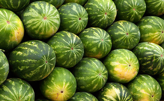 Low prices force farmers to let watermelons go to waste