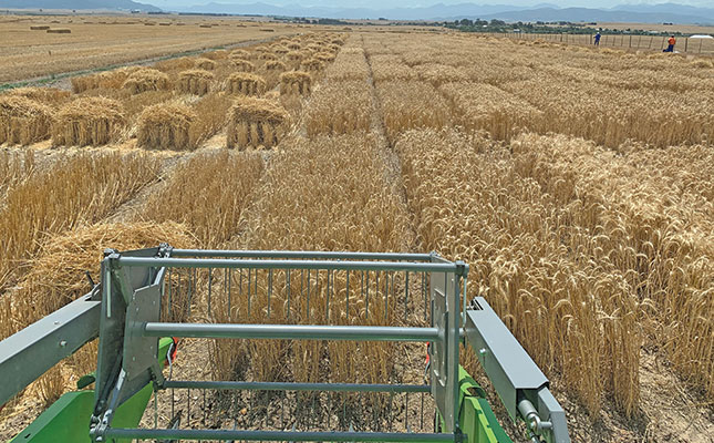 The basics of wheat production