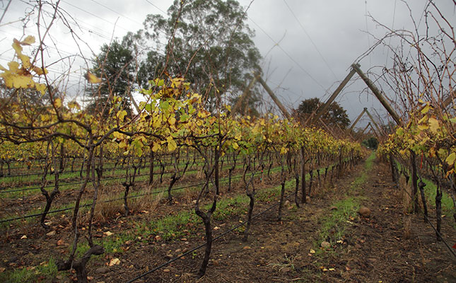 Good outlook for wine grapes after ‘excellent winter’