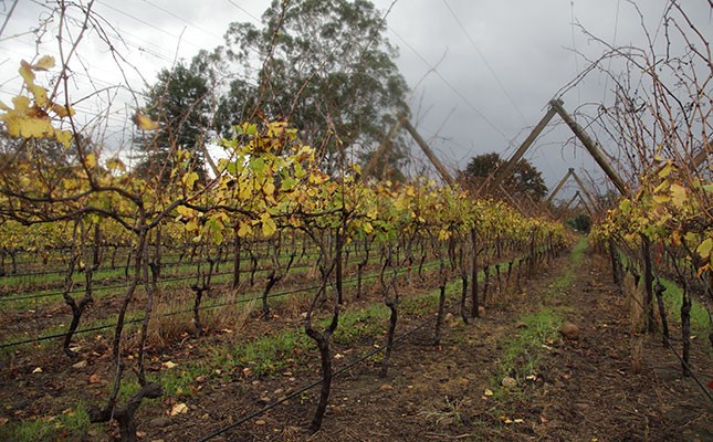 Good outlook for wine grapes after ‘excellent winter’ Good outlook for wine grapes after ‘excellent winter’