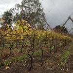 wine-grapes–vineyard