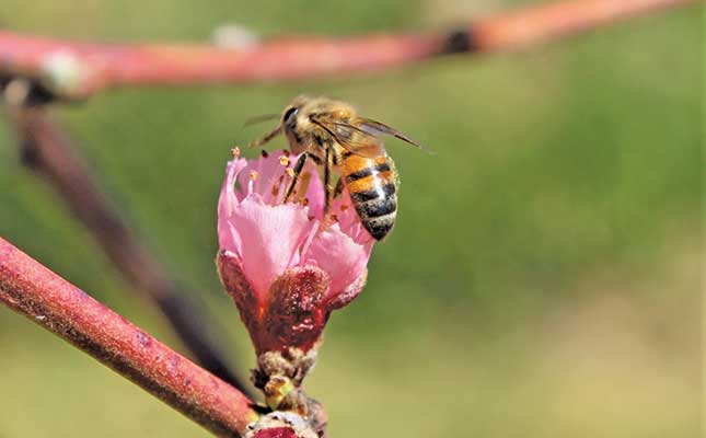 Nature-based farming revives Limpopo fruit and grain operation