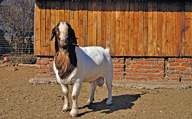 Starting a Boer goat stud on a 10ha farm Starting a Boer goat stud on a 10ha farm