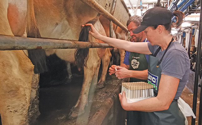 Managing mastitis in dairy cows