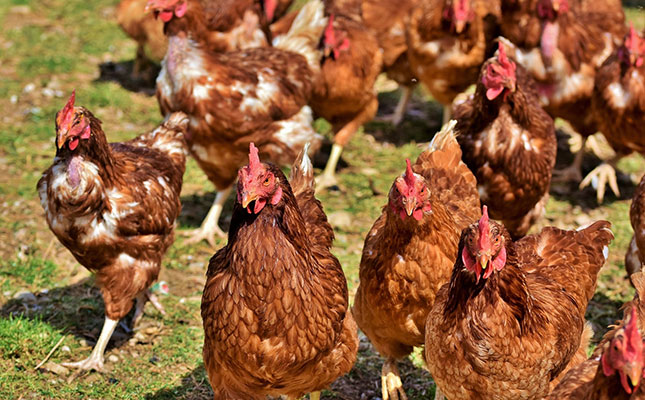Fears about higher risk of bird flu spreading to humans