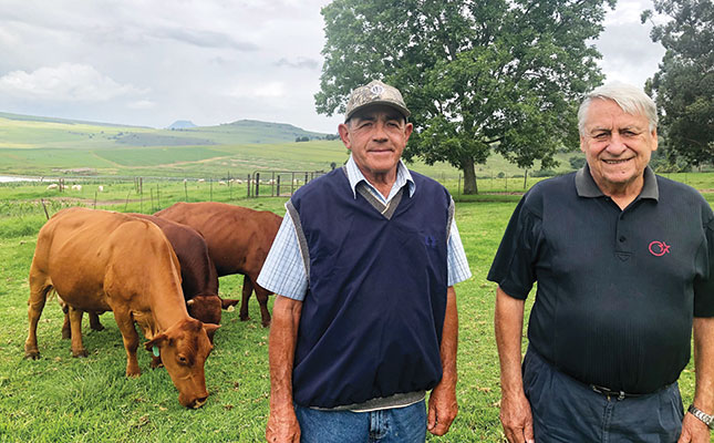 Droughtmasters prove their worth in stud and commercial herds