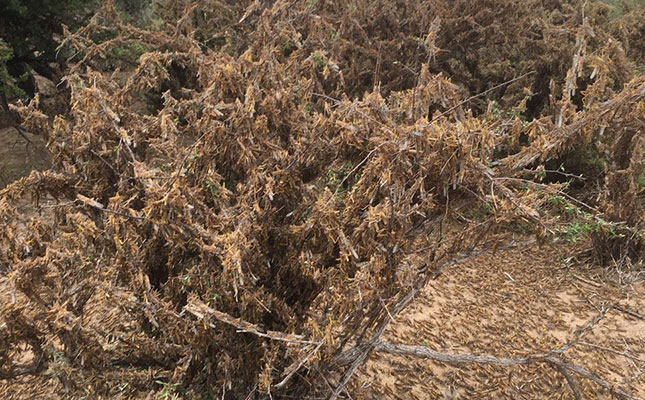 Vast areas of grazing destroyed by locusts in the Eastern Cape