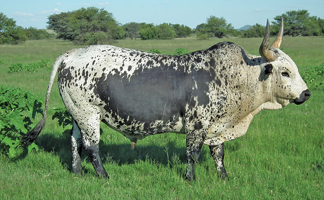 Turning young bulls into productive herd sires