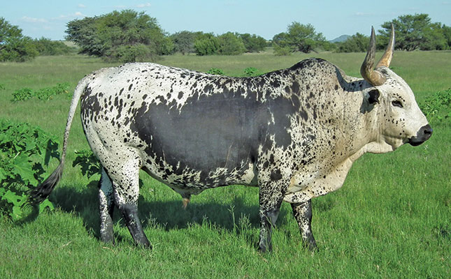Turning young bulls into productive herd sires Turning young bulls into productive herd sires