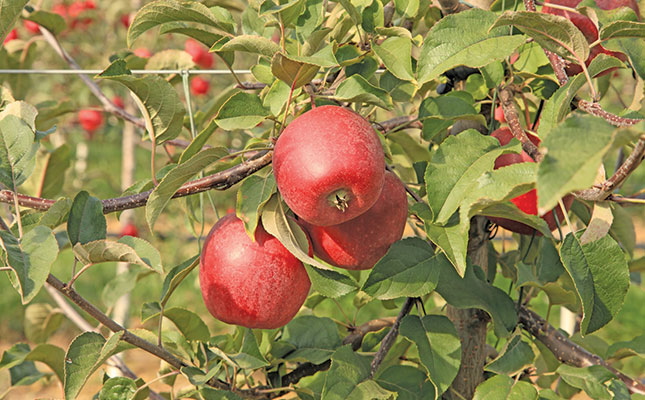 Profiting from apples: why quality trumps yield