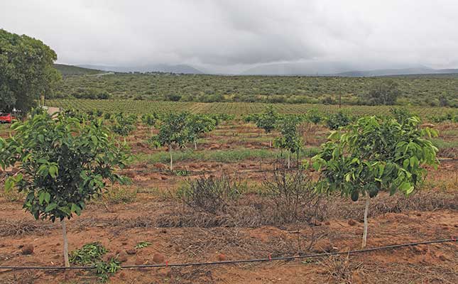 New cultivar excels on historic citrus farm