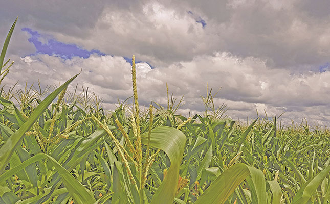 Heavy rain puts a damper on SA’s maize crop estimate
