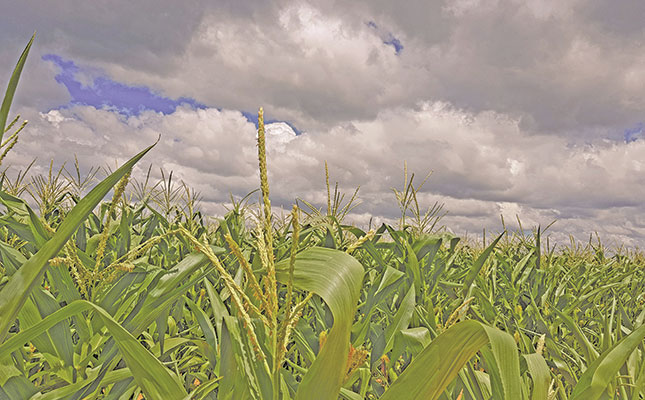 Heavy rain puts a damper on SA’s maize crop estimate Heavy rain puts a damper on SA’s maize crop estimate