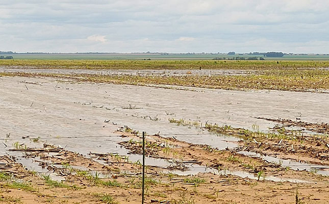 High rainfall causes extensive damage to summer grain crop