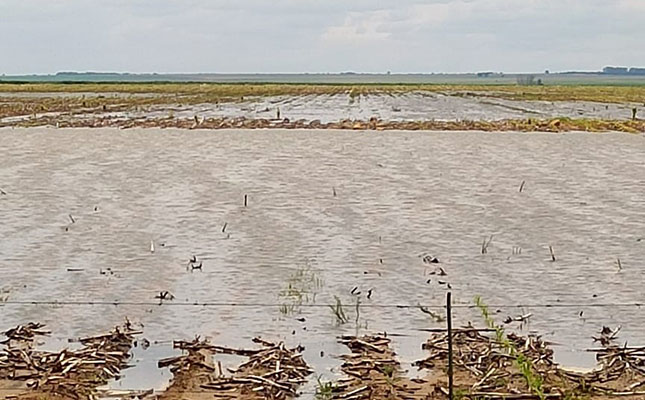 High rainfall could see major drop in maize crop expectations