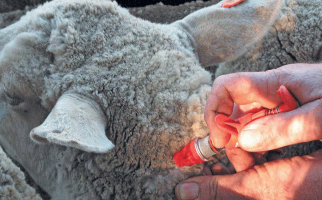 Farmers warned against illegal veterinary practitioners Farmers warned against illegal veterinary practitioners