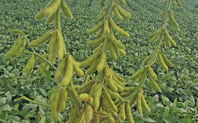 A six-step method for maximising soya bean yield