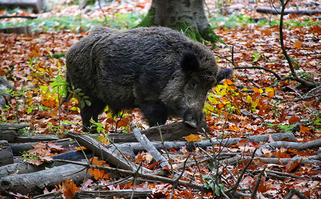 African swine fever in wild boars threaten Italy's pork industry