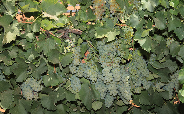 Fungal diseases drive up wine grape production costs