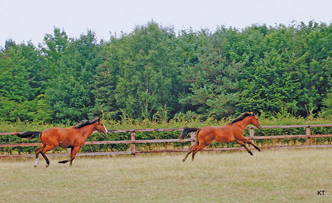 How to ‘pony’ a horse