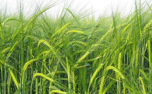 ‘Turn-around strategy needed for SA’s malting barley industry’ ‘Turn-around strategy needed for SA’s malting barley industry’