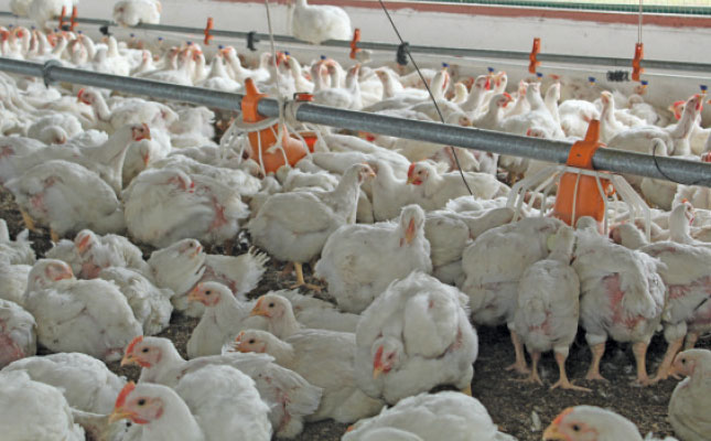 Broiler production: Cashing in on the huge demand for live birds Broiler production: Cashing in on the huge demand for live birds