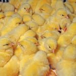While you can buy day-old chicks and raise them, this can prove expensive. In addition, the chicks succumb easily to disease.