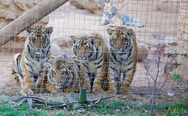 Call to halt captive breeding of all big cat species