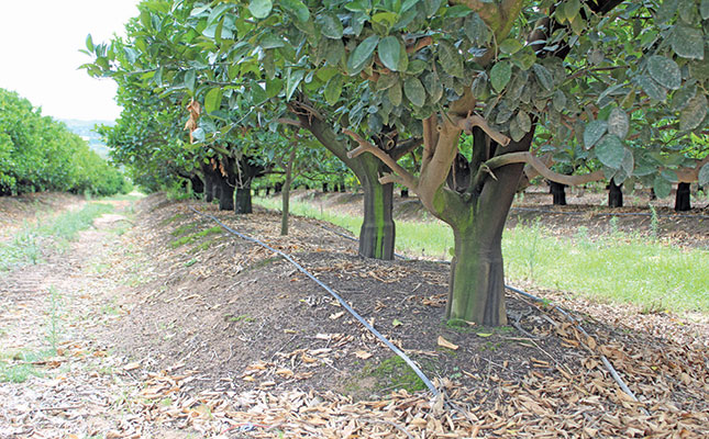 Precision irrigation boosts yield on Mpumalanga citrus farm