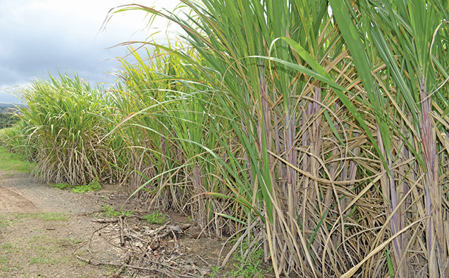 Saving SA’s sugar industry