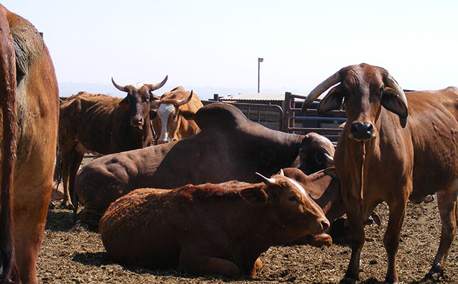Small livestock farmers in the Free State ‘besieged’ by thieves