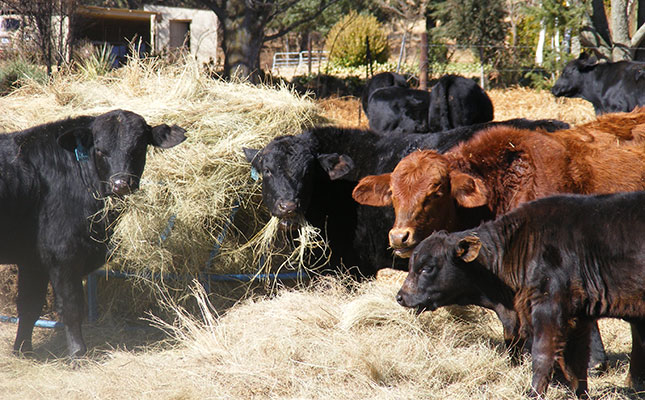 Fears mounting about renewed FMD outbreak in KZN Fears mounting about renewed FMD outbreak in KZN