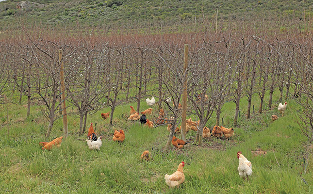 Using chickens, pigs and sheep to save your soil Using chickens, pigs and sheep to save your soil