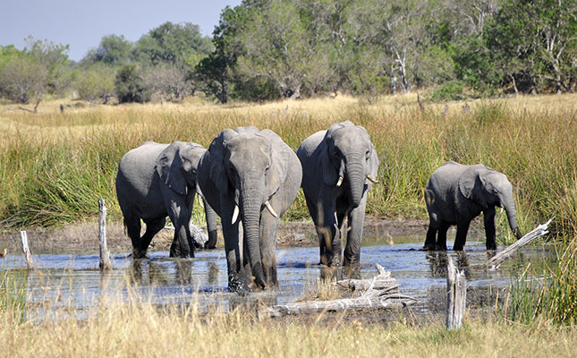 Wildlife attacks on Botswanan farmers increasing