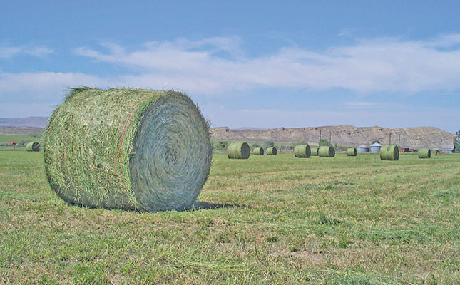 Lucerne hay grading: Making SA producers globally competitive