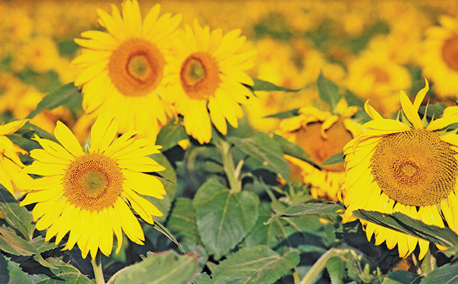 New cultivars could push up sunflower profits