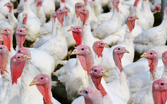 America, Asia on high alert as bird flu cases continue to spread