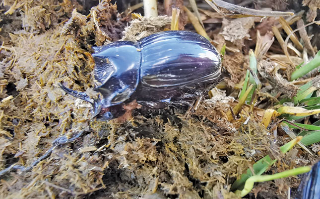 Tips for making your farm dung beetle-friendly