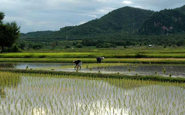 Rising demand for rice in animal feed puts pressure on supplies