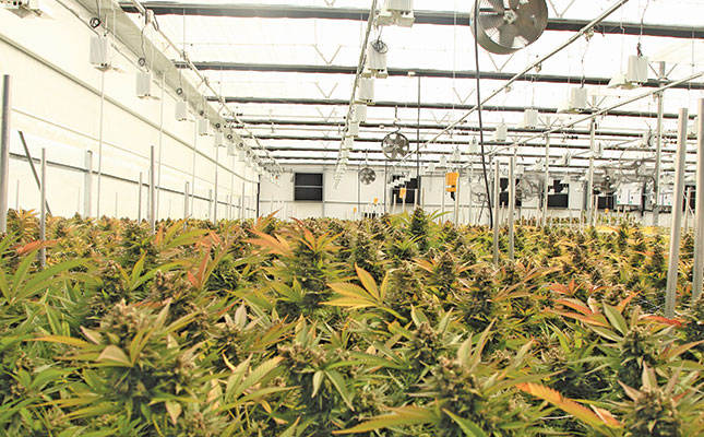 Growing medical cannabis: A capital-intensive venture with big returns Growing medical cannabis: A capital-intensive venture with big returns