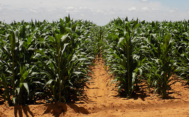 ‘Alarming upswing in green maize theft threatens food security’ ‘Alarming upswing in green maize theft threatens food security’